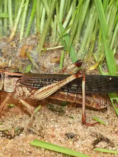 Locust