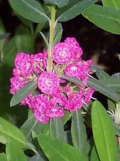 Kalmia à feuilles étroites