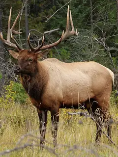 Elk