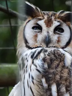 Striped owl