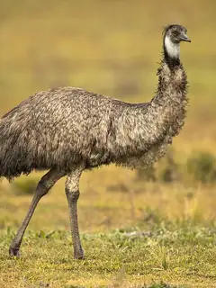 Emu