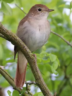 Common nightingale