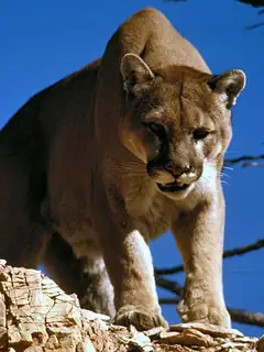 Cougar