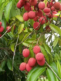 Lychee