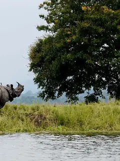 Kaziranga National Park