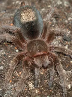 Urticating hair