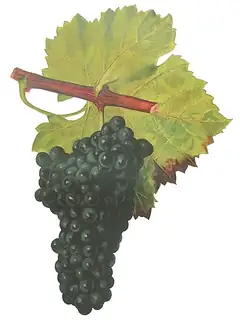 Grolleau