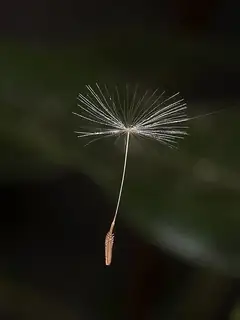 Biological dispersal