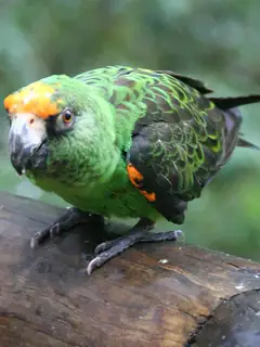 Red-fronted parrot