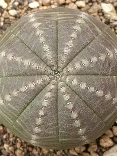 Convergent evolution