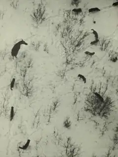 Wolves and moose on Isle Royale
