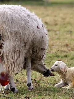Birth