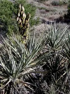 Yucca baccata