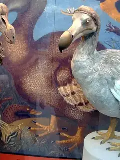 Dodo