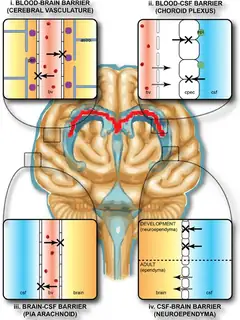 Blood–brain barrier