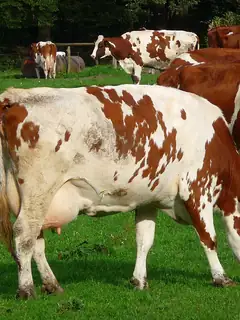 Grazing
