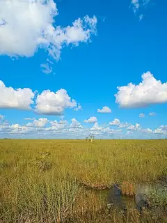 Everglades