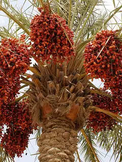 Date palm