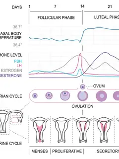Menstrual cycle