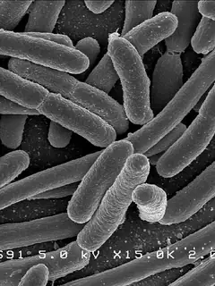 Bacteria
