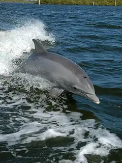 Dolphin