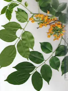 Pterocarpus macrocarpus