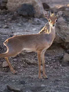 Salt's dik-dik