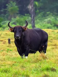 Banteng