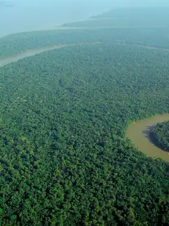 Tropical rainforest
