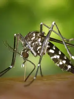 Medical entomology