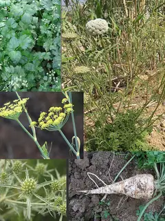 Apiaceae