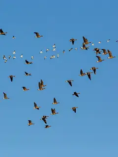 Animal migration