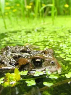 Ecology