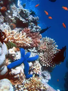 Ecosystem