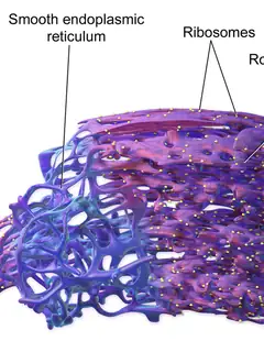 Endoplasmic reticulum