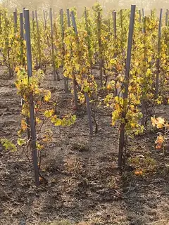 Échalas