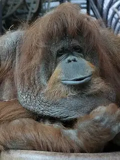 Nénette