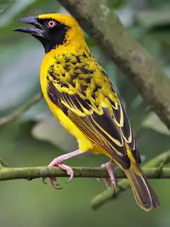 Tisserin