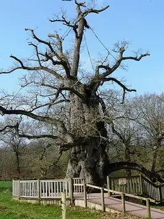 Chêne à Guillotin