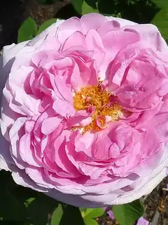 Comte de Chambord