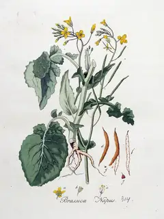 Brassica napus