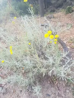 Santolina corsica