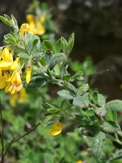 Cytisus villosus