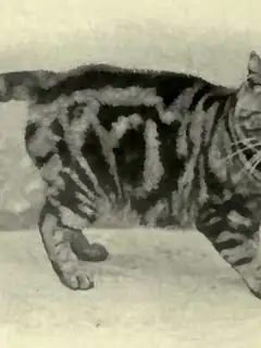 Xénophon