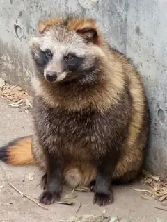 Nyctereutes viverrinus viverrinus