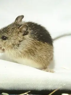Souris sauteuse