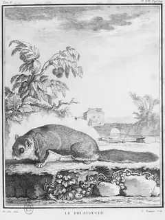 Polatouche