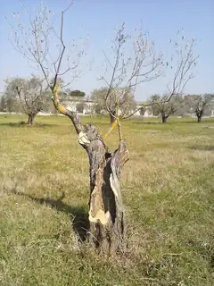 Arbre creux