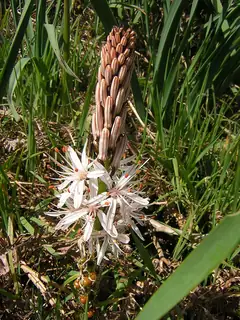 Asphodèle d'Arrondeau