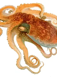 Pieuvre